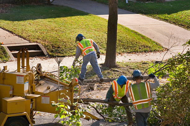 Professional Tree Removal and Landscaping Services in Crawfordville, FL